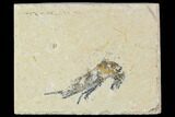 Cretaceous Fossil Shrimp - Lebanon #107687-1